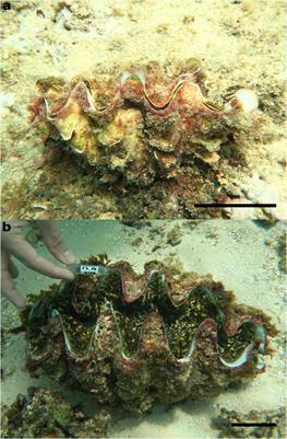 Phylogeographic Analysis Suggests a Recent Population Bottleneck in the Rare Red Sea Tridacna squamosina